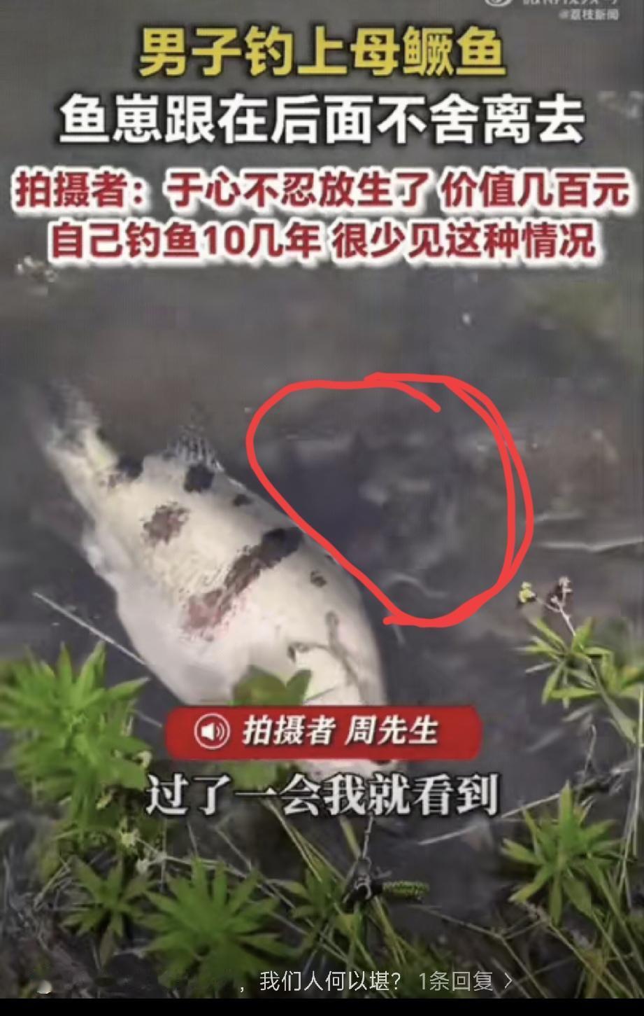 河南信阳，一男子外出钓鱼，运气爆棚钓上来一条七八斤重的母鳜鱼，心里还美滋滋的想着