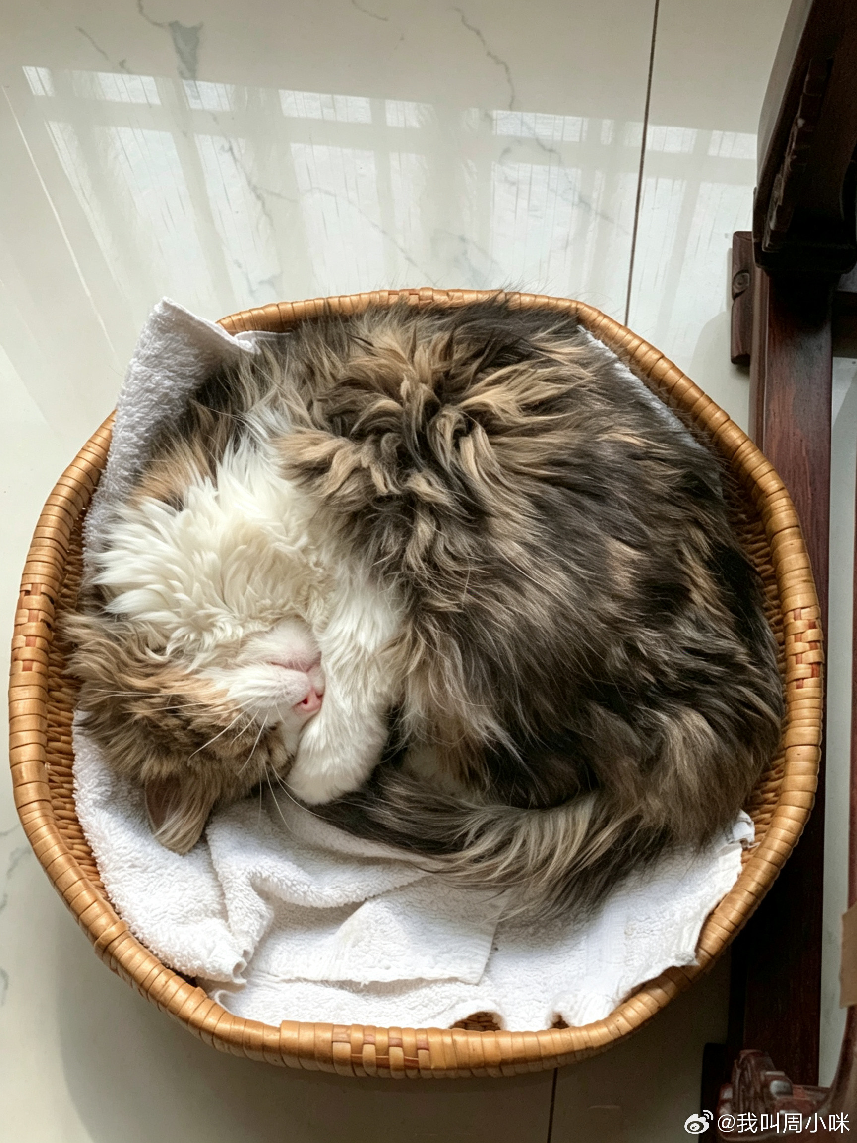 咪话日常老猫19岁半的老猫出个镜🧺🐈豆包了一下：20岁猫咪≈人