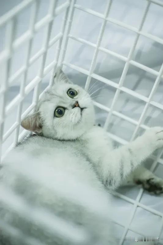 现在城市里养猫的人越来越多，增长速度比养狗的还快。毕竟养猫不用每天固定时间遛，猫