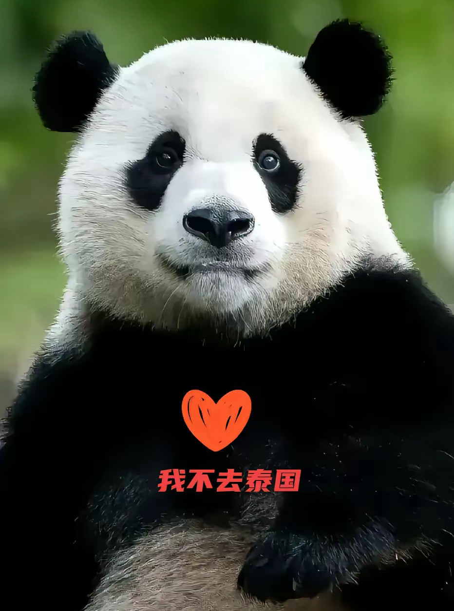 ###泰国又迎来新熊猫，让人心疼！泰国清迈又要接新熊猫