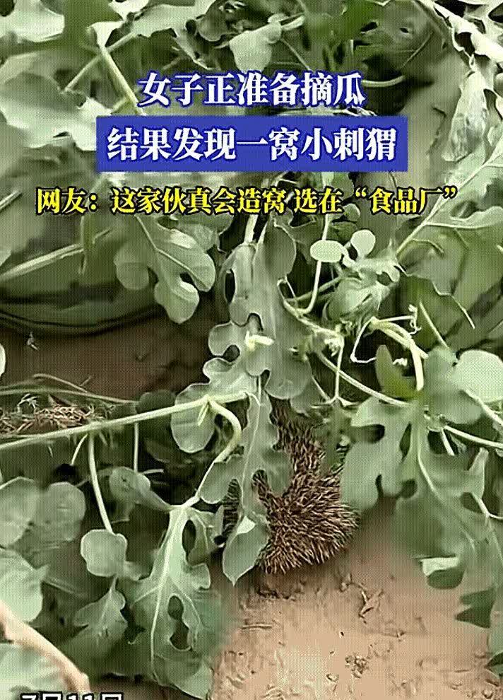 太意外了！河北一女子去西瓜地摘西瓜，没想到正当她伸手去摘的时候，发现西瓜