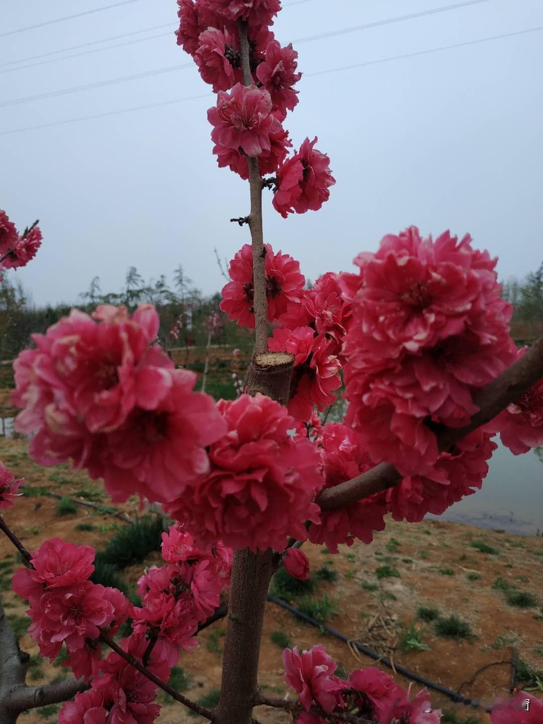 中国石化，近期一直在下跌入市19年老股民4月20日侃股：仅供参考！中国石