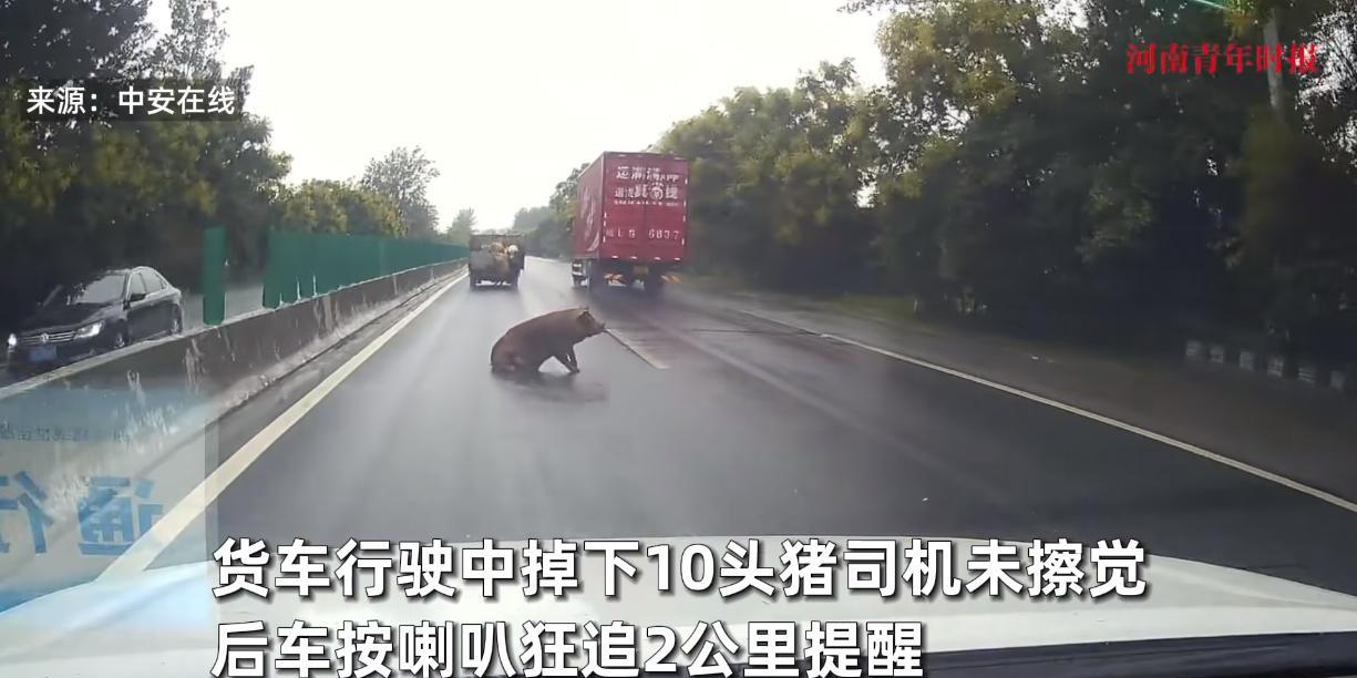 “笑不活了！”9月11日，河南驻马店，一头运送生猪的货车在路上行驶时，因为起步惯