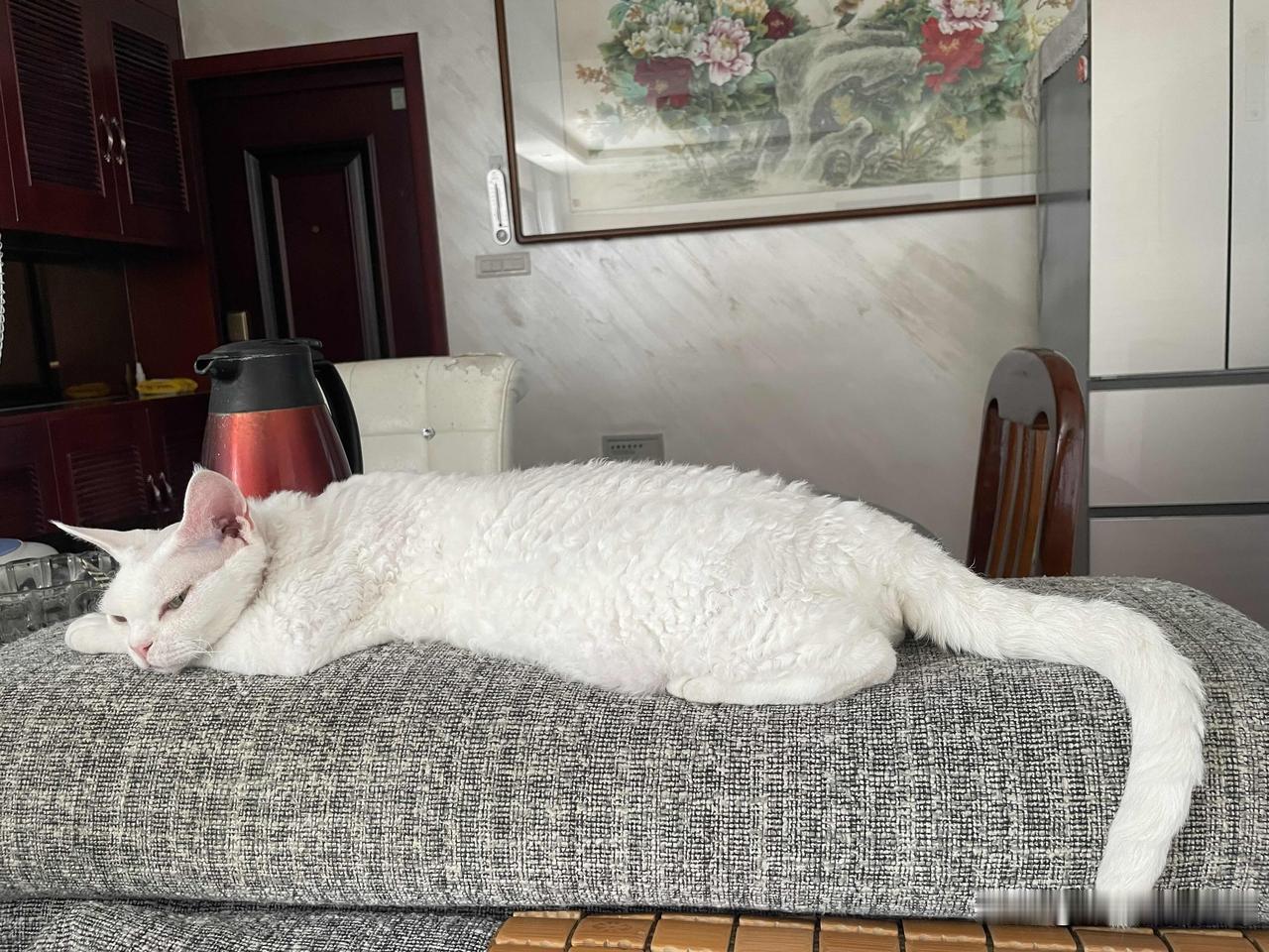 能晒一下你家猫咪慵懒的样子吗?睡成一条猫了，这个样子还真是挺慵懒的呢。