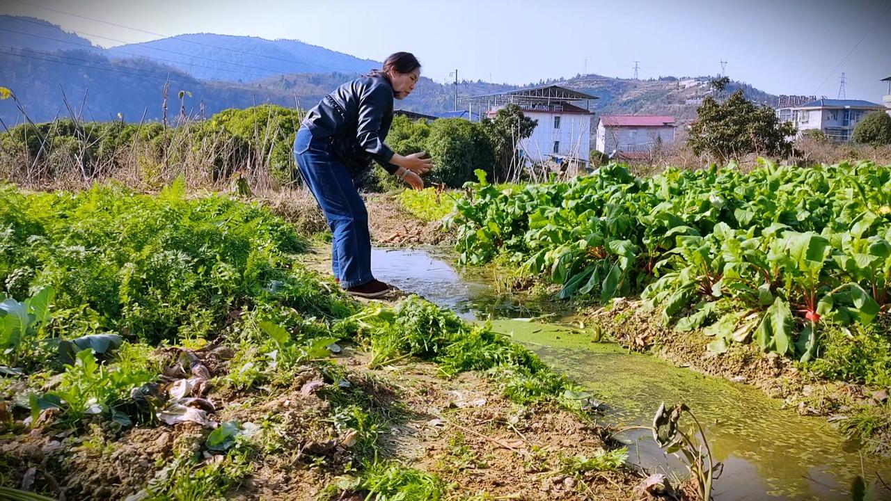 每天与蔬菜为伴，踏实简单自由，自产自销！