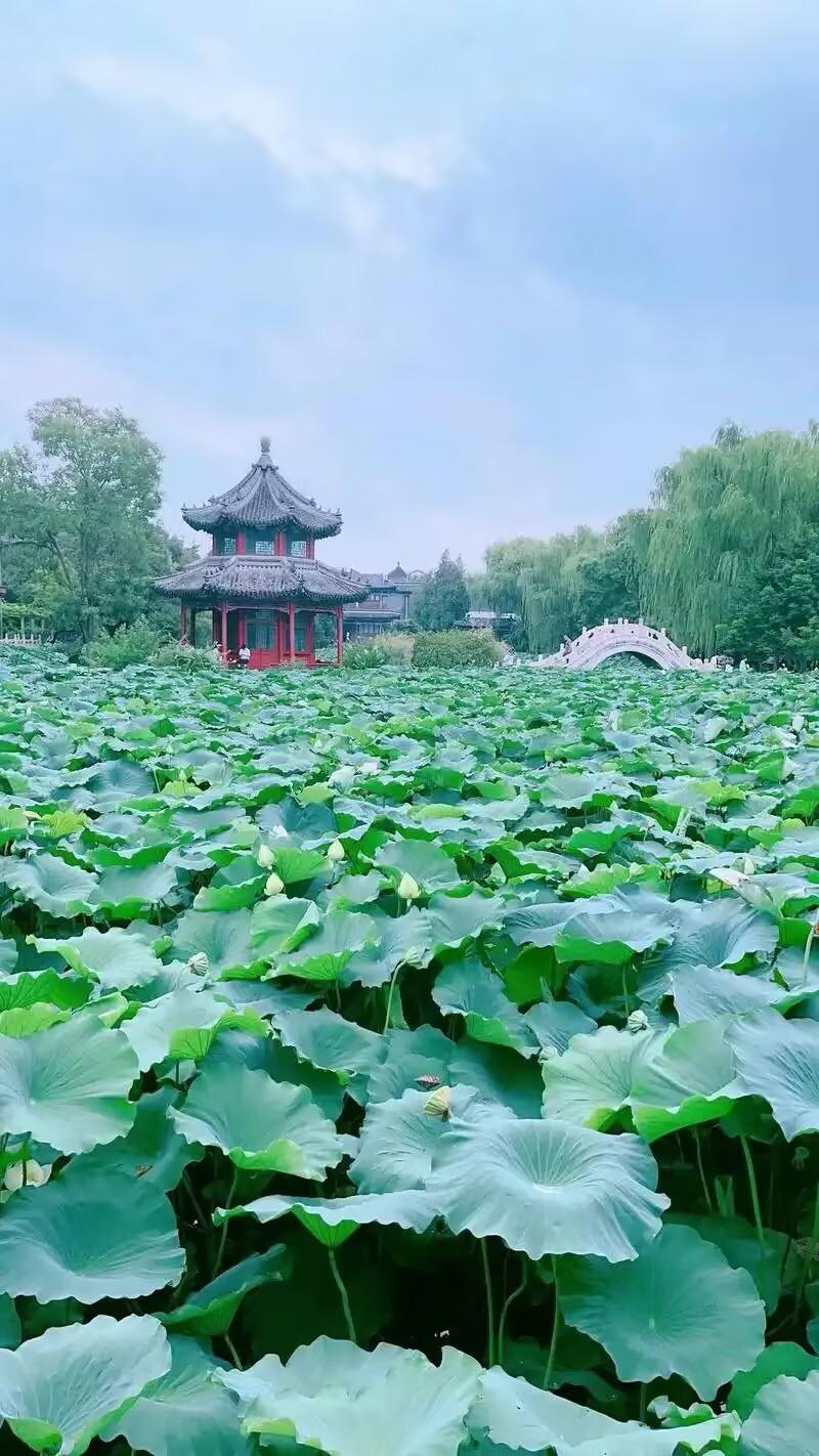人间最美的盛夏，不在骄阳而在荷塘烟雨间。荷叶翻涌如碧浪，荷香清冽涤尘心；细雨晕开