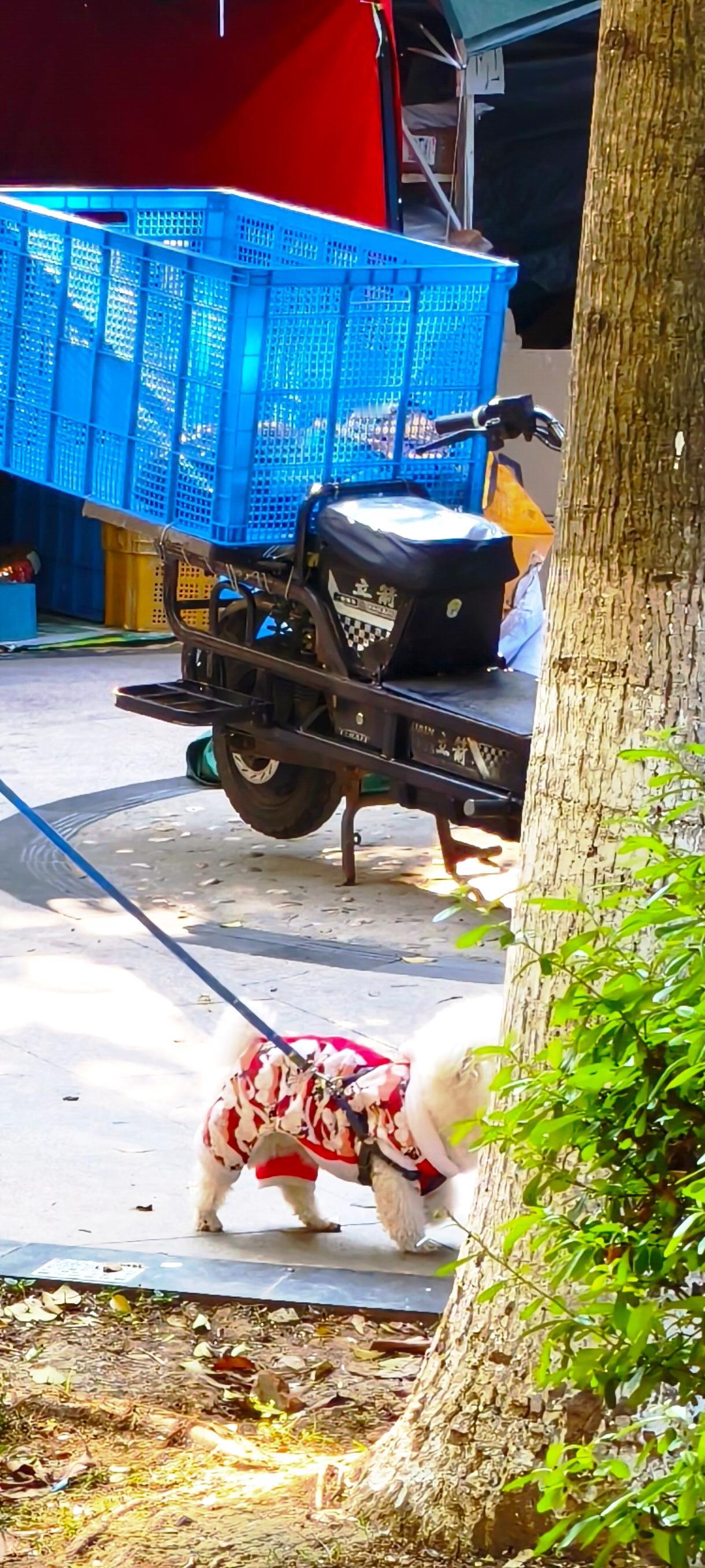 可现在有些人把狗完全当人，喊狗“儿子”“妹妹”，觉得狗能懂人话。其实狗哪能完全理