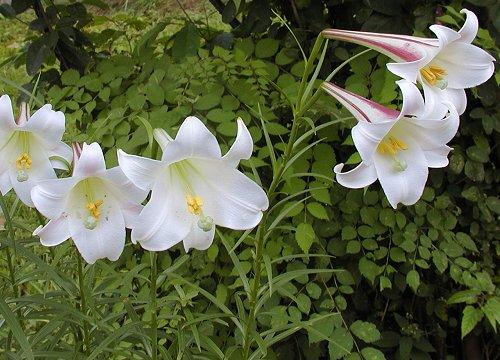 愤怒至极的公公骑在儿媳身上，毫不留情地扇着儿媳耳光，儿媳只能大声叫骂，根本无力还