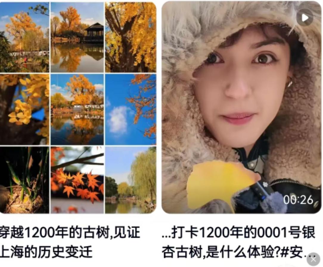 上海复兴公园南门口最近悄悄热闹了起来。一株编号为1453的百年黄荆古树，正迎来它
