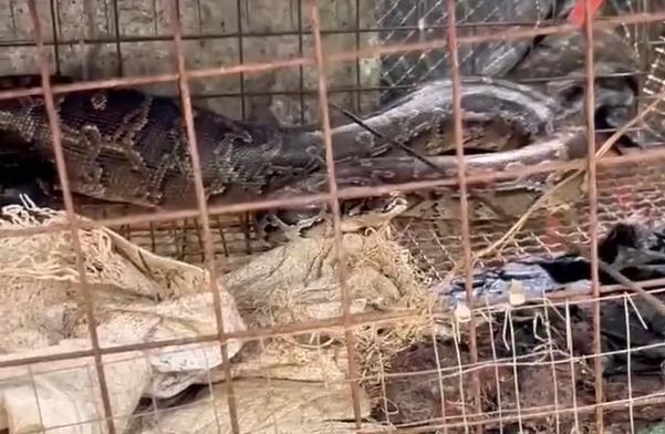 太可怕了！福建，一女子在上山搞养殖，早上来喂鸡时，一到地方就发现地上躺着一只鸡，