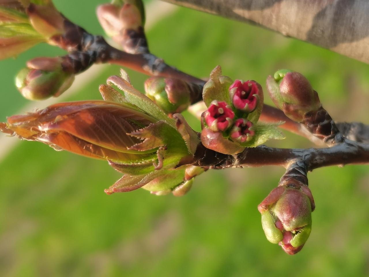 低级谣言当休矣网络造谣早已无底线，竟有人编造柴桑让三石抢夺许敏房子的荒唐言