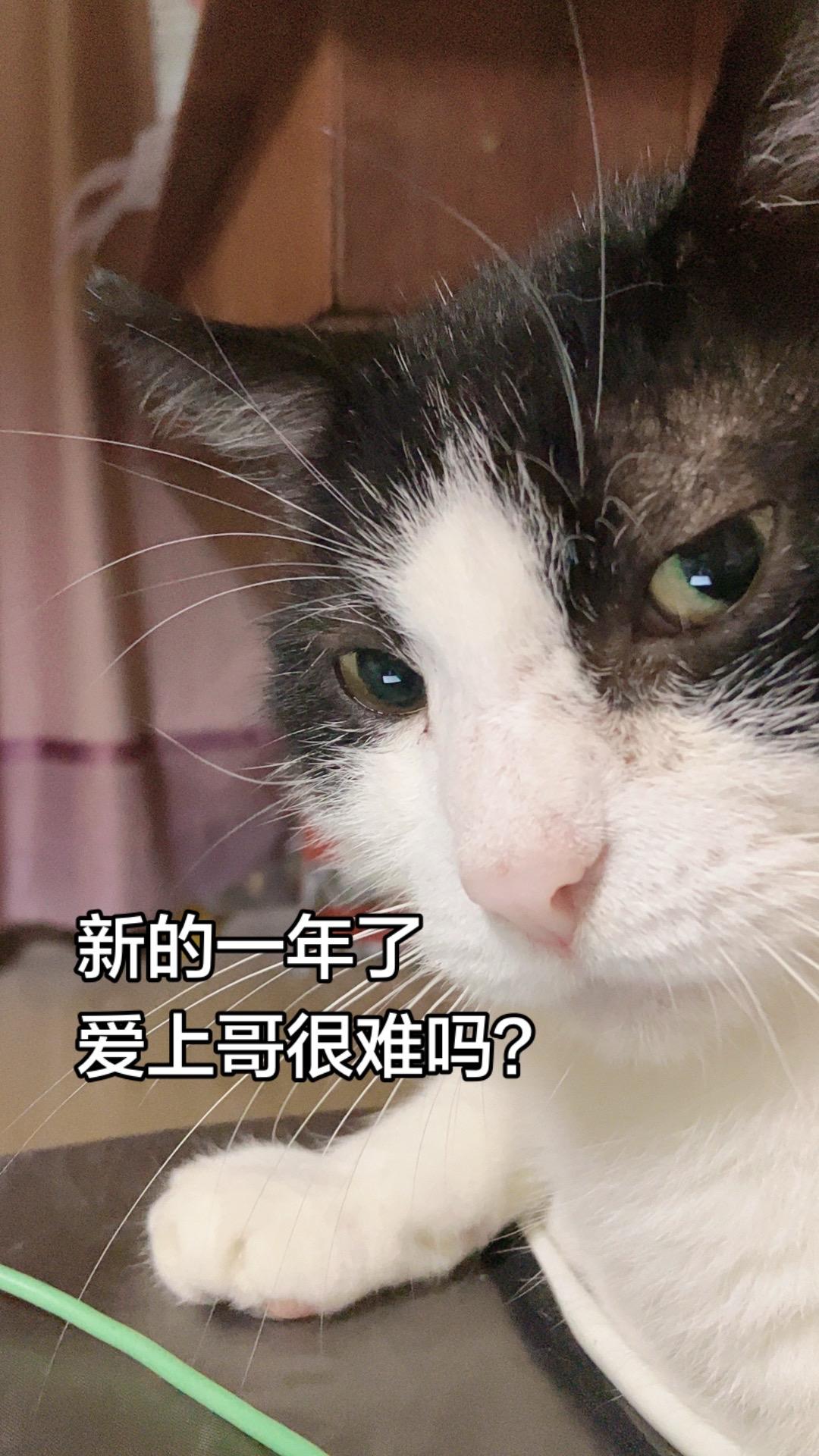 帅猫帅猫。 像我一样越来越帅