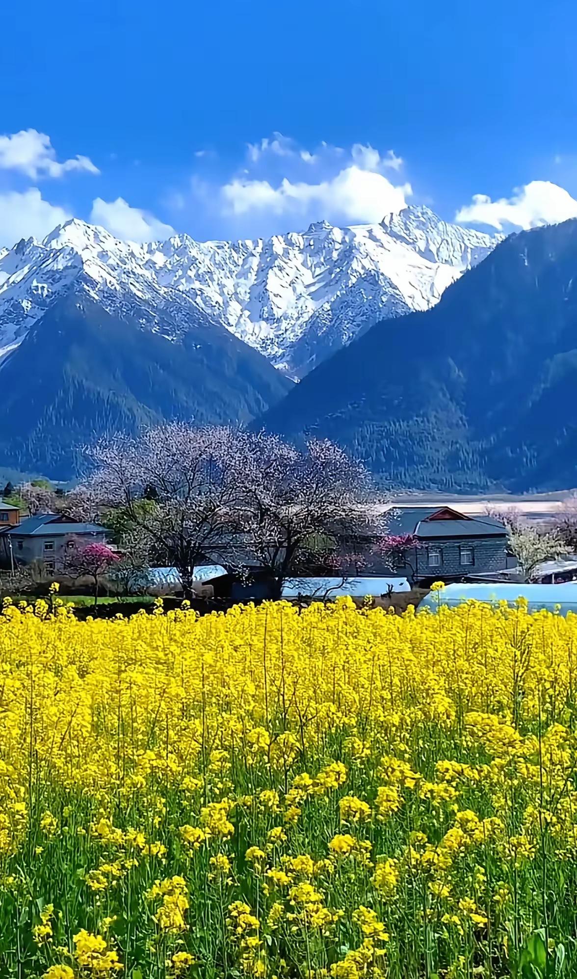 迷路的春雪是季节忘了约定还是你走错了行程本该安卧寒冬却偏偏撞
