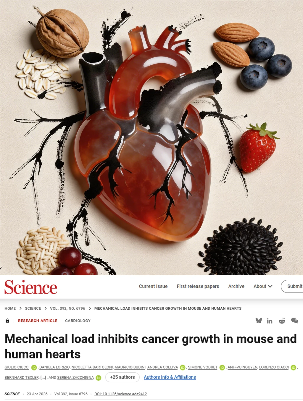 Science重磅—心脏不得癌症的机密解开了