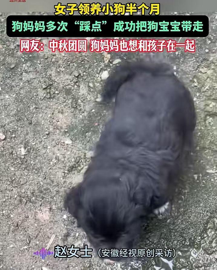 “万物皆有灵！”10月10日，山东菏泽，一女子领养小奶狗半个月，中秋节前狗妈妈竟