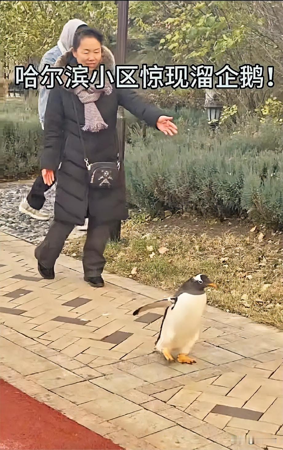 黑龙江，女子吃完饭在小区散步，发现很多居民都在围着什么东西拍照，女子很好奇，就走