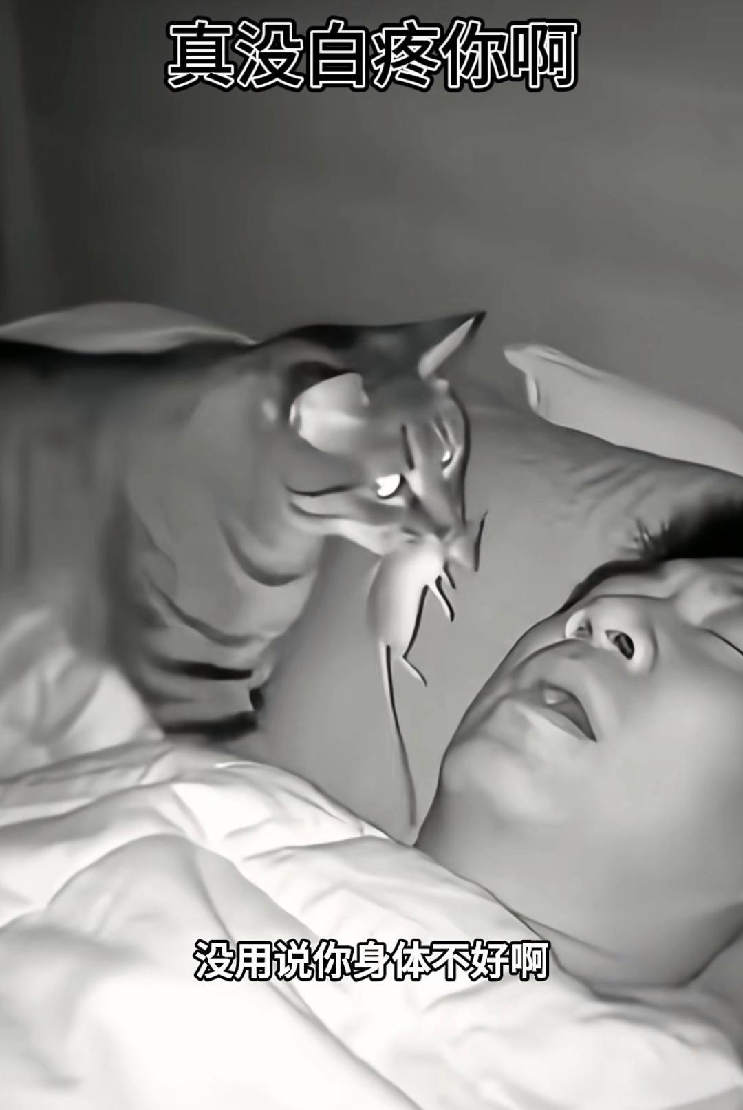 猫主人病了，把猫心疼的不行不行的了，起早出去抓老鼠[捂脸哭]