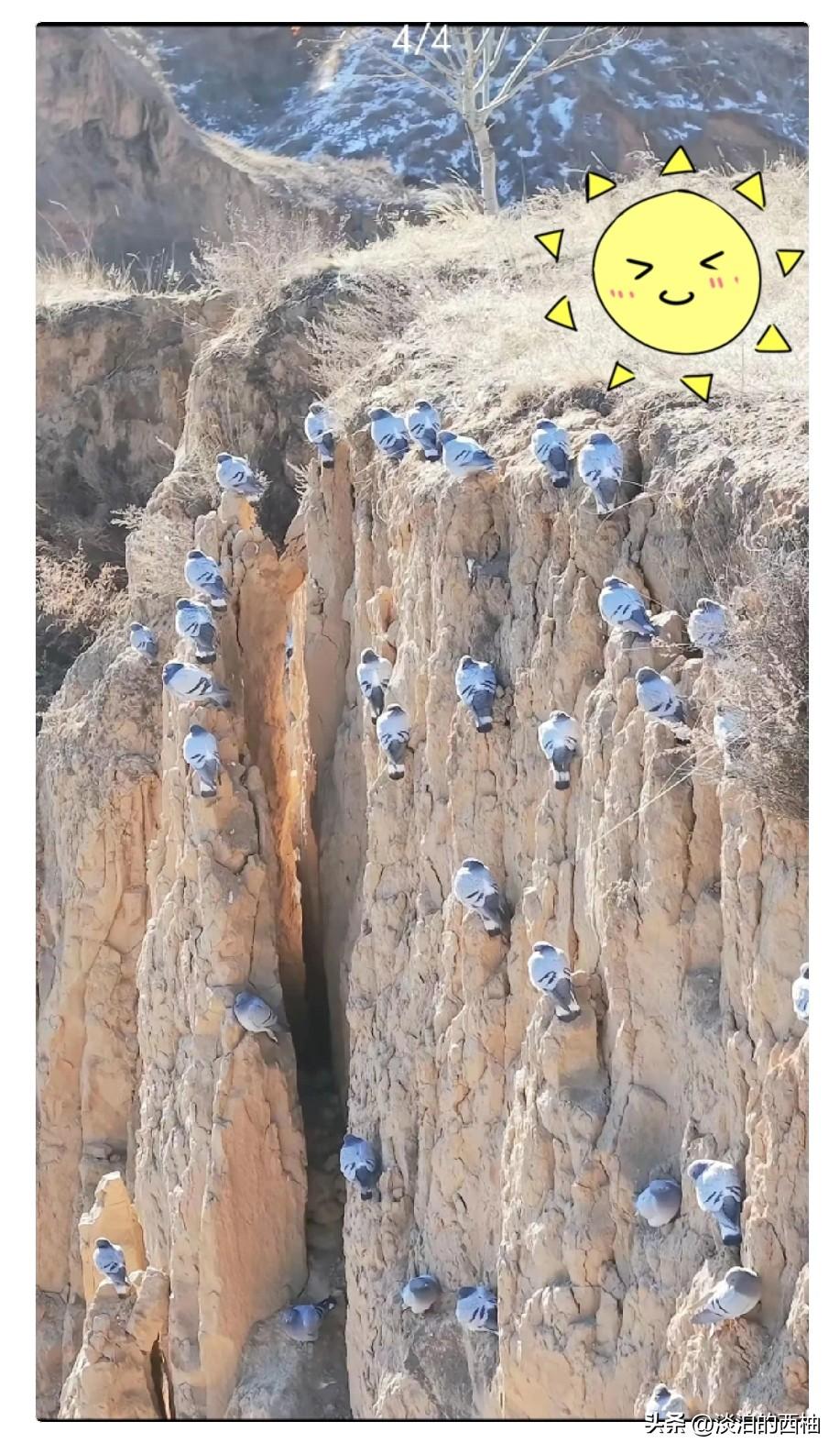 前段时间，陕北一名工作人员来到野外，实地查看水土治理的土崖工程。突然远远看见陡峭