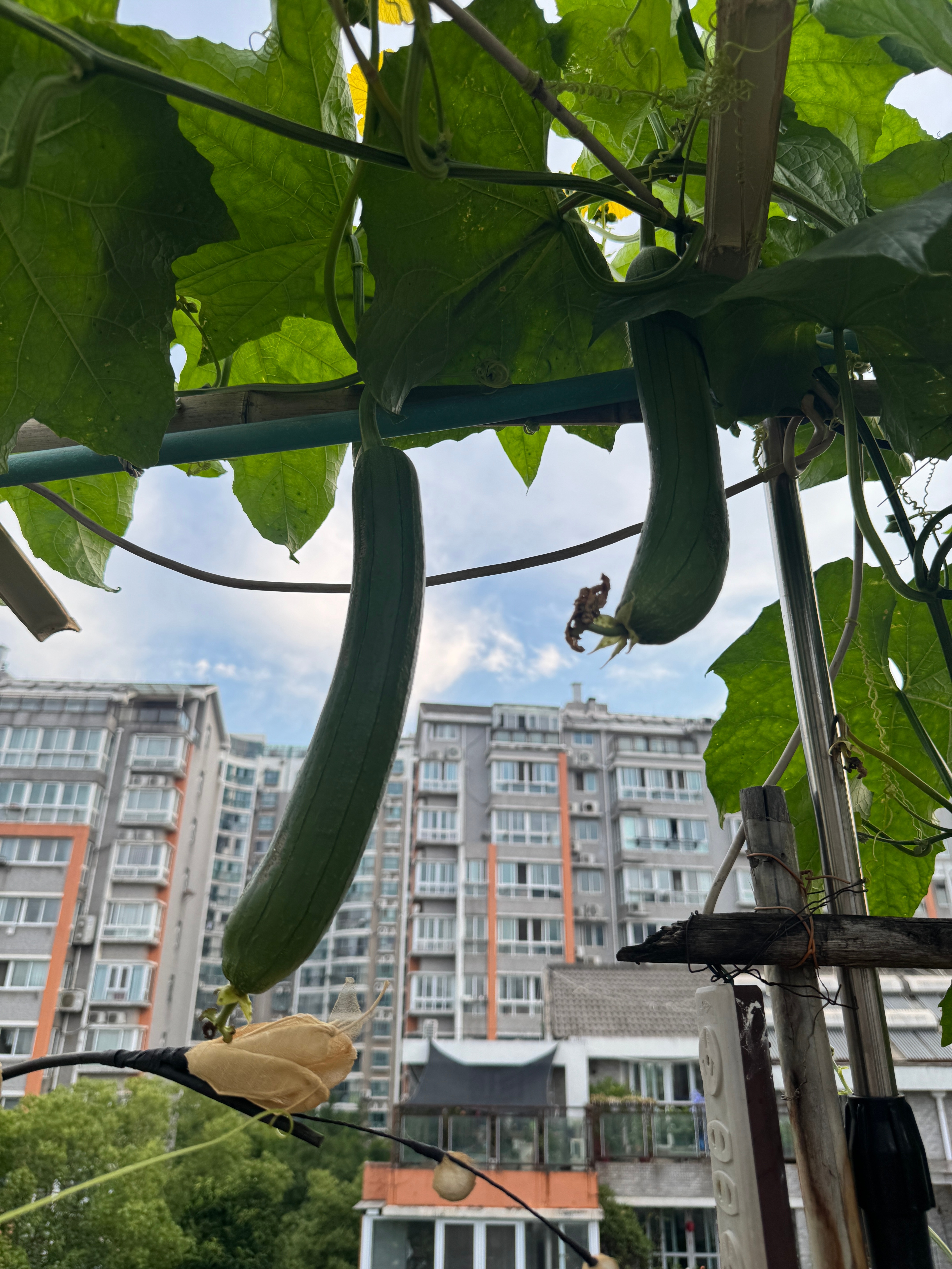 扬州身边事人家阳台种花花，我家阳台种瓜瓜。黄瓜丝瓜，还有辣椒。今天小有收获，心