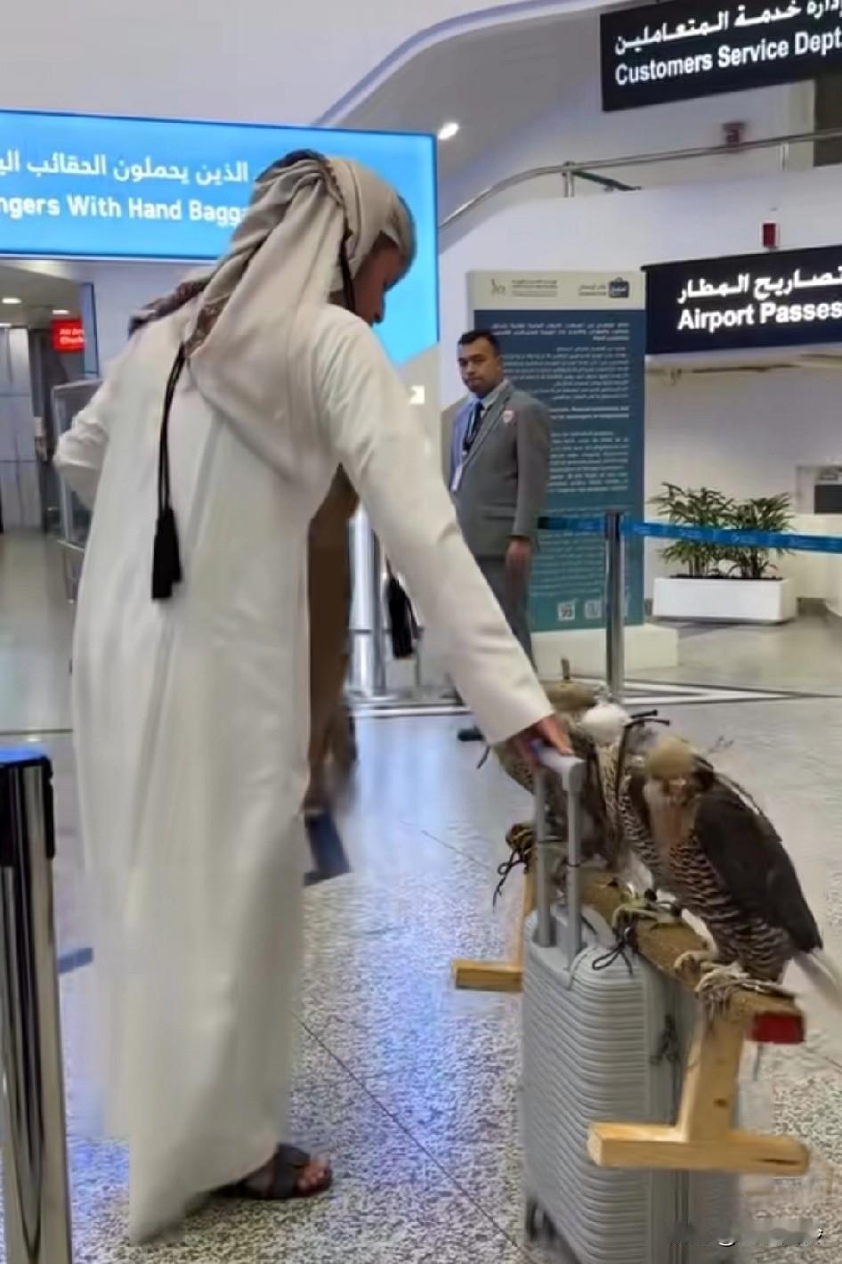 谁懂阿?在迪拜机场震撼一幕，两个土豪，10只海东青一只500w，10只直接干了
