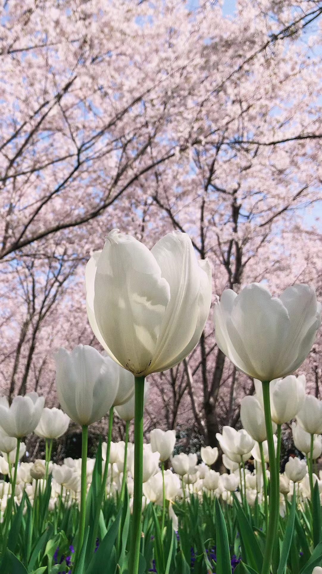 🐳好会溜达……溜达到琴键春园去了居然(分享4张3年前拍的郁金香樱花同框)你好