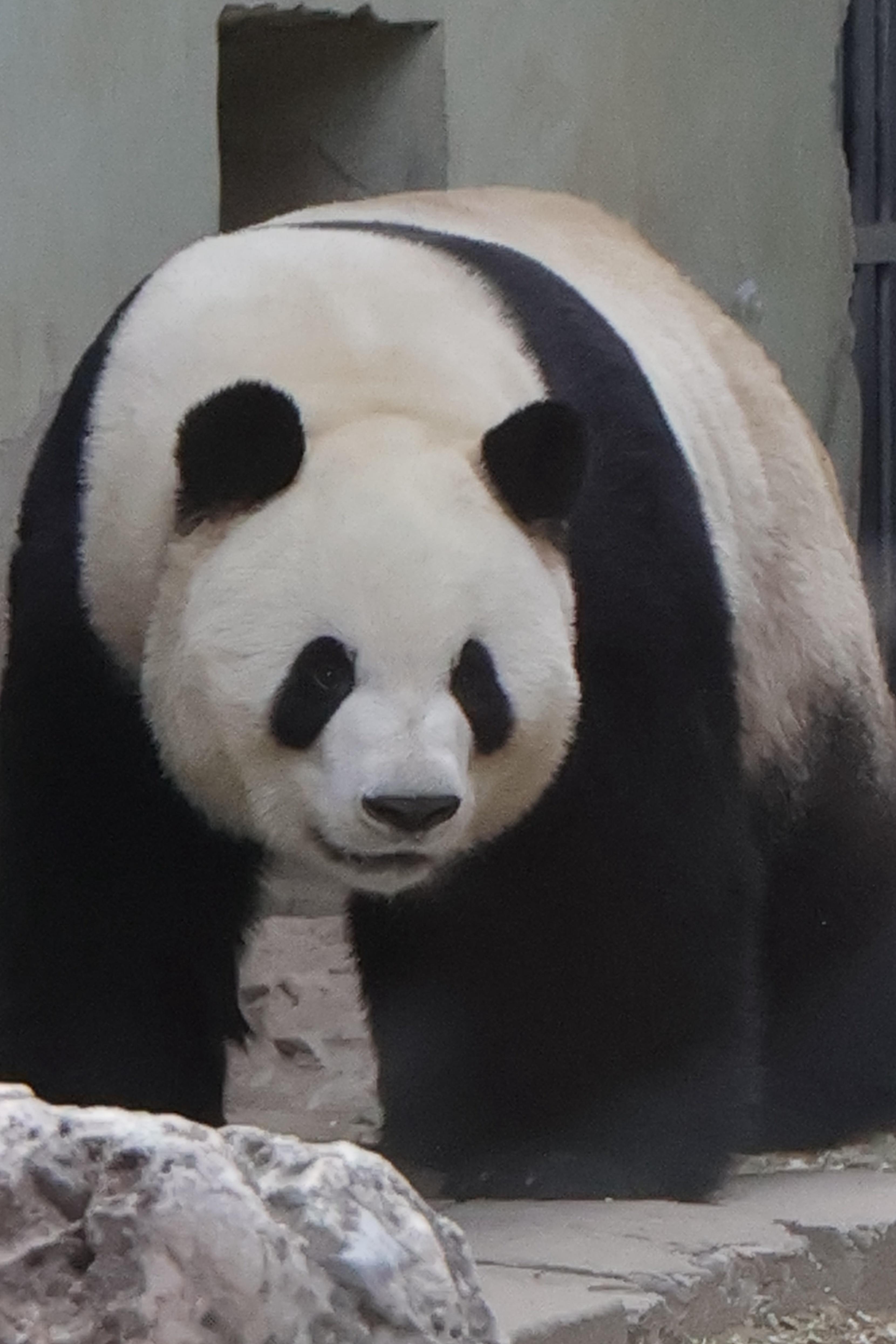 大熊猫萌兰怒排3小时来看我们么么儿～🐼​​​