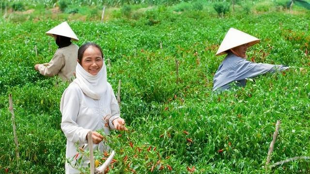 辣椒斜栽, 椒用筐摘, 辣椒斜栽究竟好在哪? 怎样斜着栽辣椒?