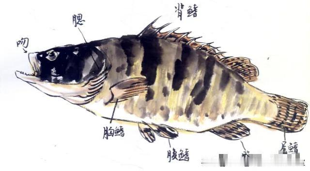 鱼虫图览〔扁闫甲、鲤鱼〕