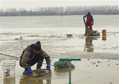 数百人潮白新河上捞红虫 没人管