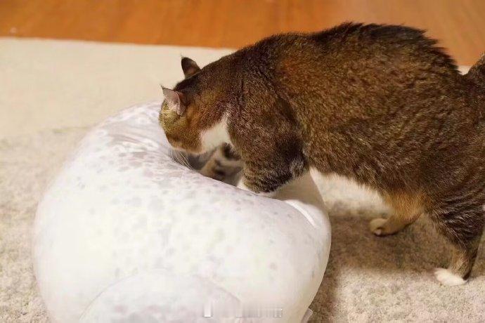给猫咪买了海豹抱枕之后，猫猫趴在上面的表情逐渐豹化​​​