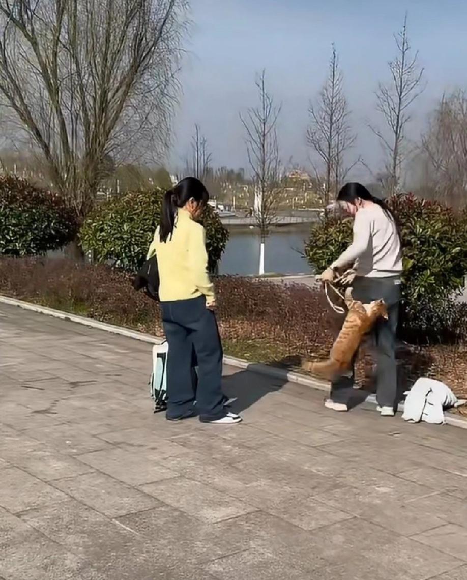 爱猫人士带猫到公园玩，把猫咪从背包里放出来后，猫咪突然出现应激反应，对女主人又扑