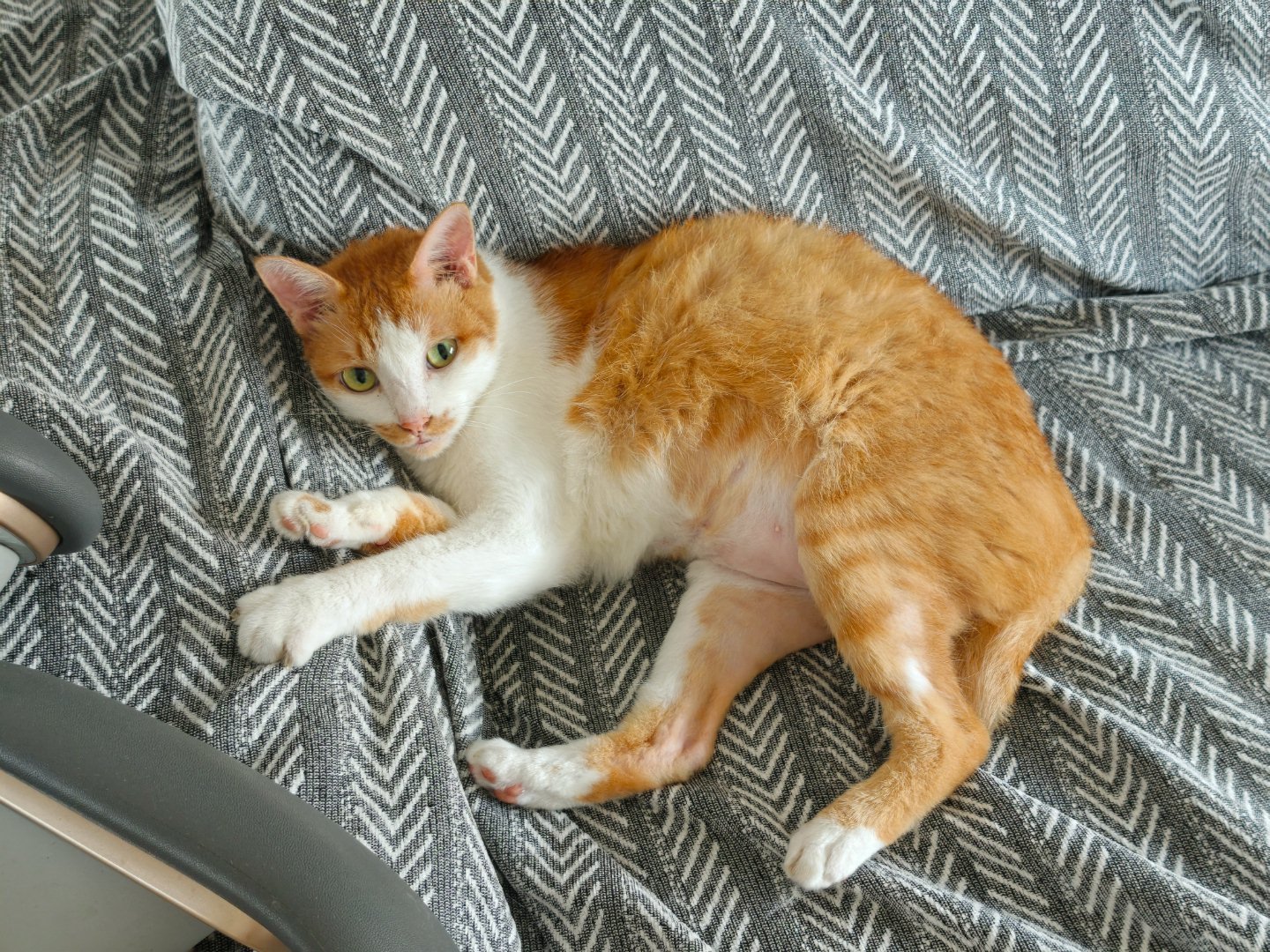养了八年的猫，现在每天就是一副懒懒的样子，现在换了沙发，每天大把时间都是趴在上
