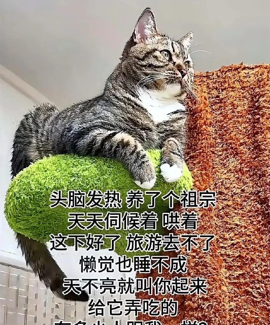 网友说，这是她家的狸花猫，真的是养了一个小祖宗，主打就是一个气定神闲，每天不是吃