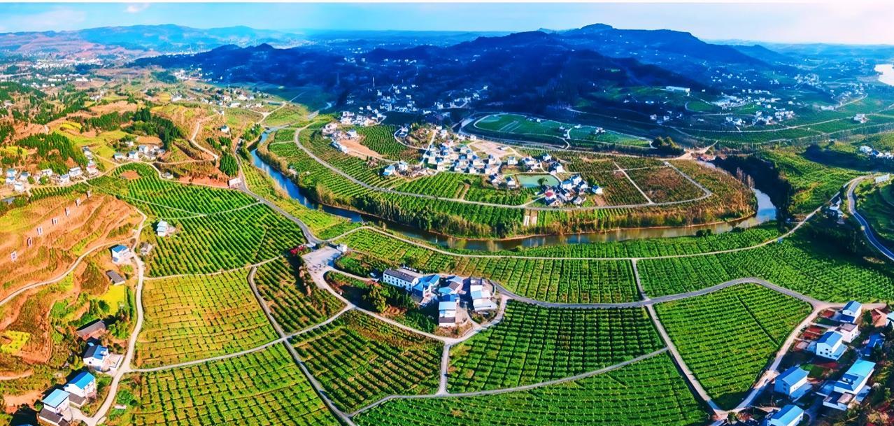 高坪区青居镇柑橘产业园简直是个宝藏地！它有着千年的柑橘种植历史，这底蕴就像一本厚