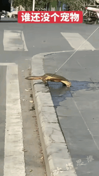 宠物都是小家伙，有本事你养一只熊瞎子带出来溜溜弯！