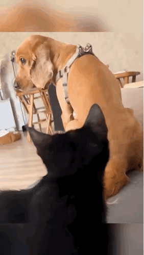 猫：吵死了，又是枪又是炮的，能不能让猫清静会儿！