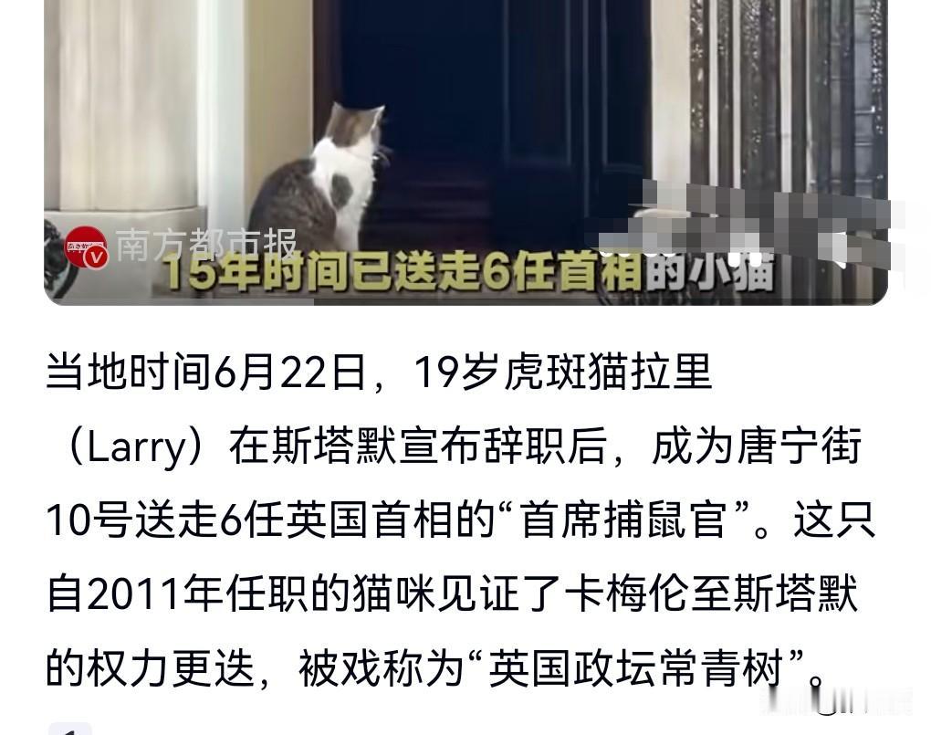 猫的寿命长还是狗的寿命长？直到看了6月25日的热搜，19岁小猫已送走6任英国