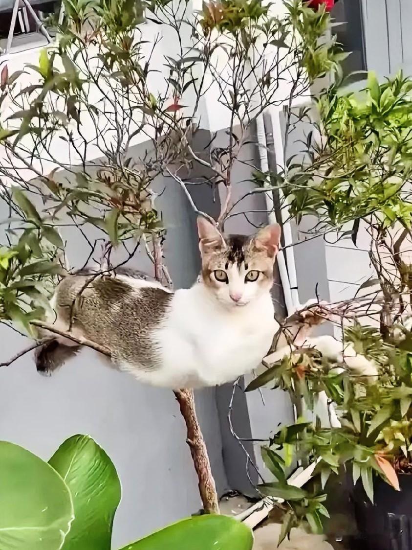 树上长猫啦！这只喵的“树间瘫坐”把网友们萌化了！看！这棵小树竟“长”出一只猫