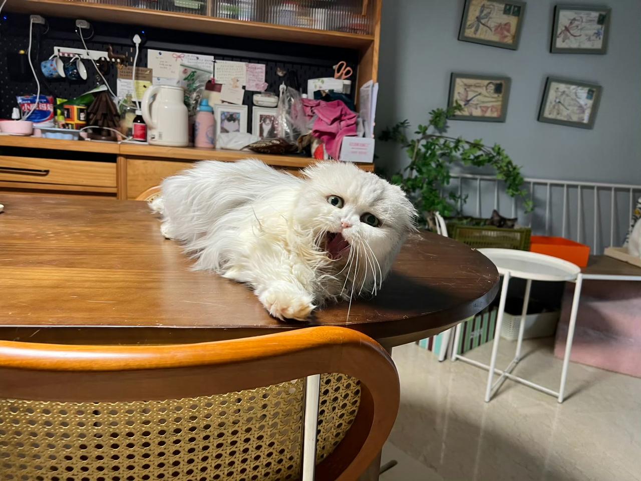 阿毛的可爱瞬间傲娇又软萌