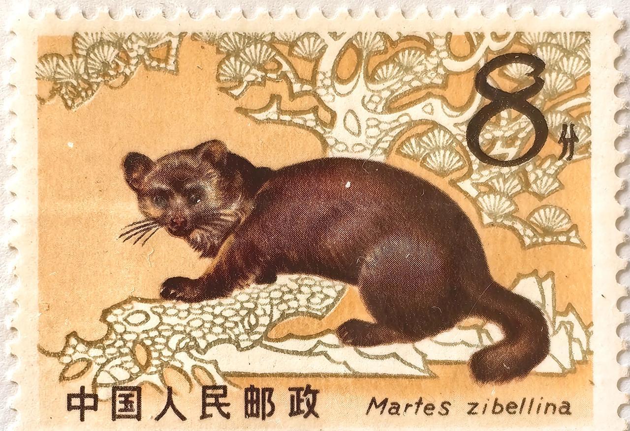 #分享邮票图片#1982年6月20日中国人民邮政发行的《紫貂》T68特种邮票。