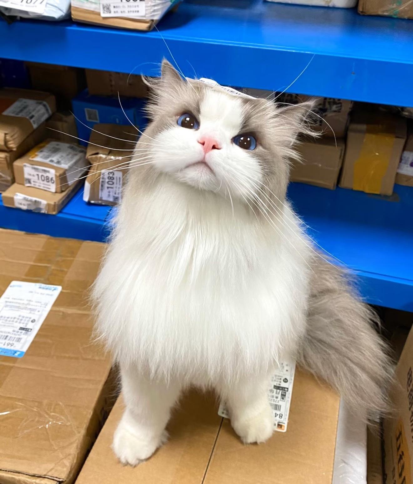 这应该不是真的猫吧！看着太逼真太可爱啦～​​​