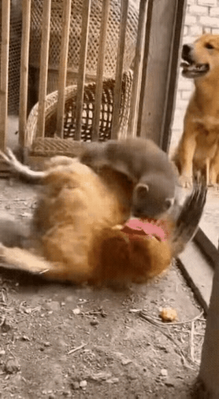 刷到这视频才知道黄鼠狼是这样偷鸡的，旁边的傻狗为啥不去制止，这条狗玩忽职守应该清