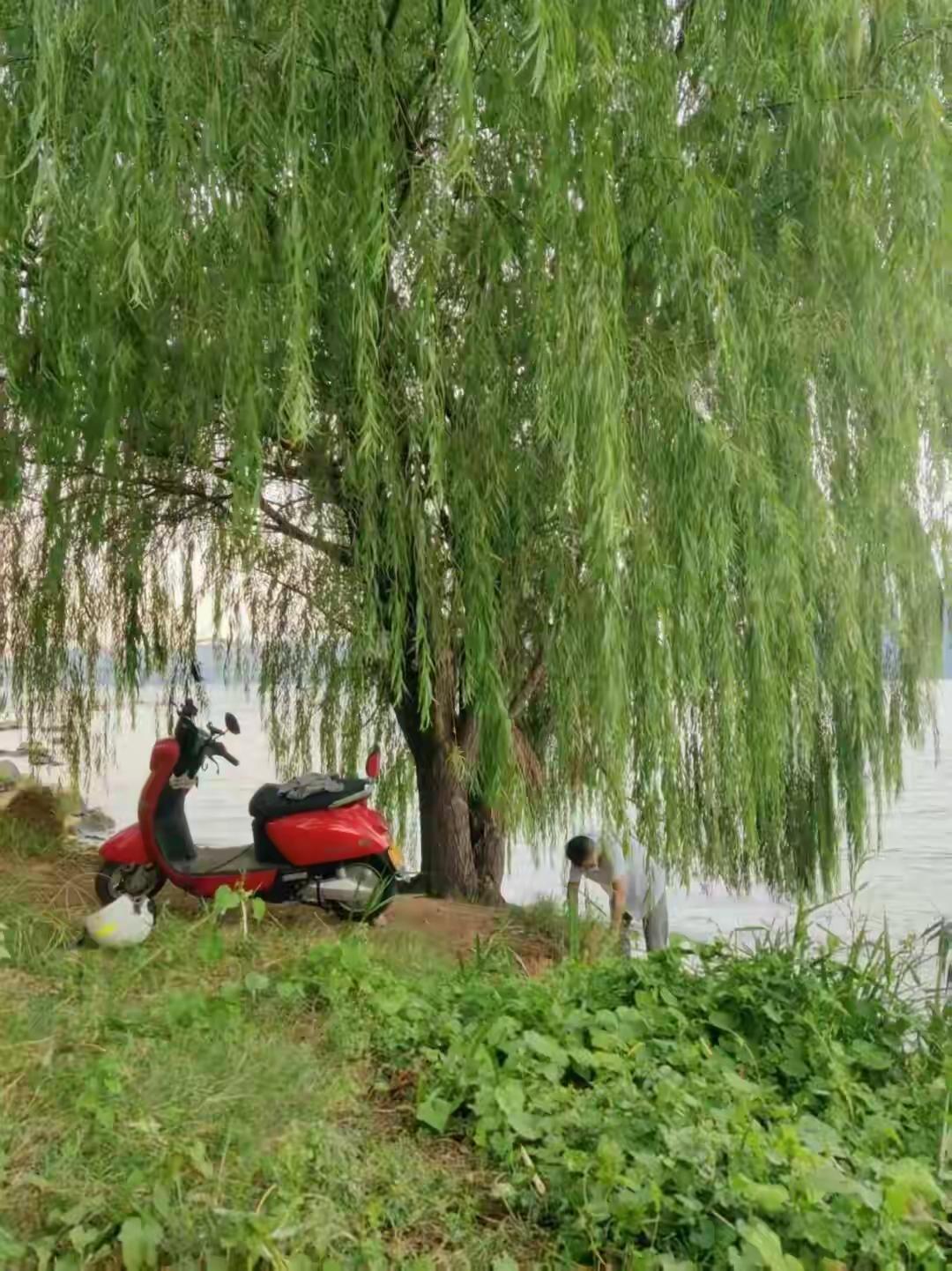 长沙七旬老人王先生从2024年4月至今每天用电动车运石头去江边，为一棵柳树保住水