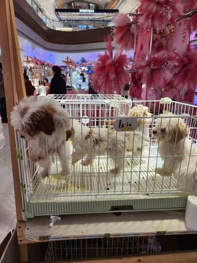 养宠物的家庭应注意什么？养宠物特别是养狗、猫的家庭需要从宠物健康、相互相处、家