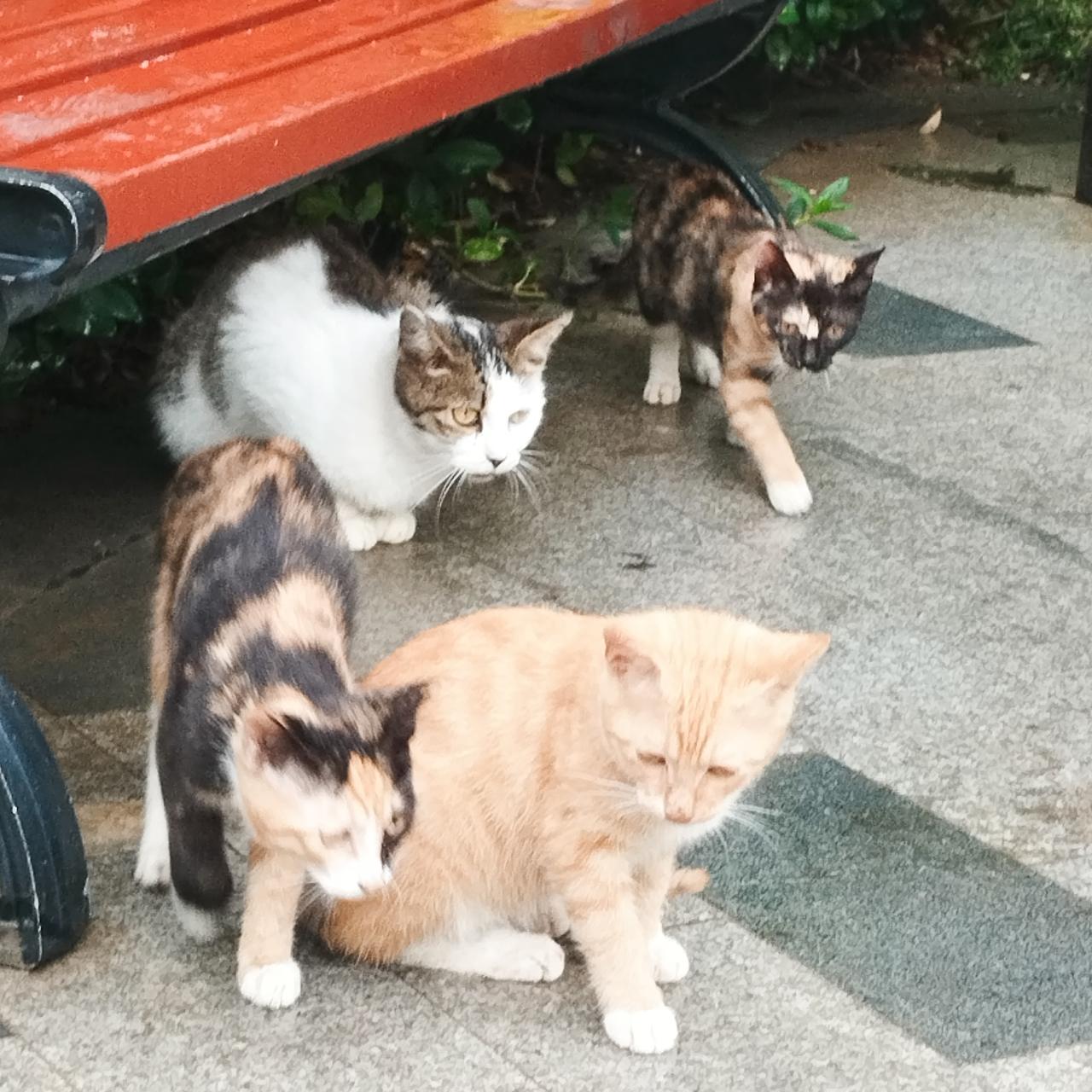 这一家子长得太逗了，猫妈妈是图一的狸花猫，一只橘猫，一只黑猫，剩下两只，嗯，怎么