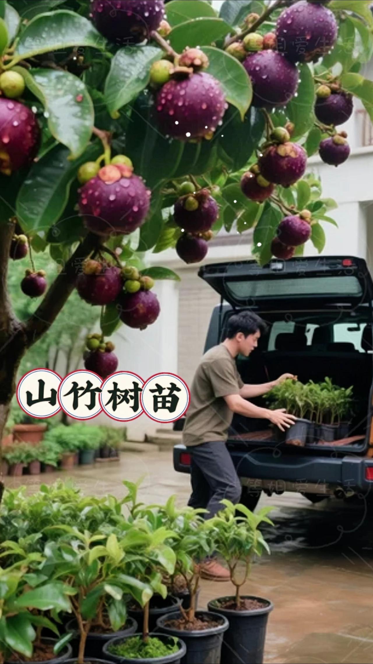山竹苗：热带果园的优雅使者这株来自热带雨林的小树苗，带着油亮革质的叶片，新生