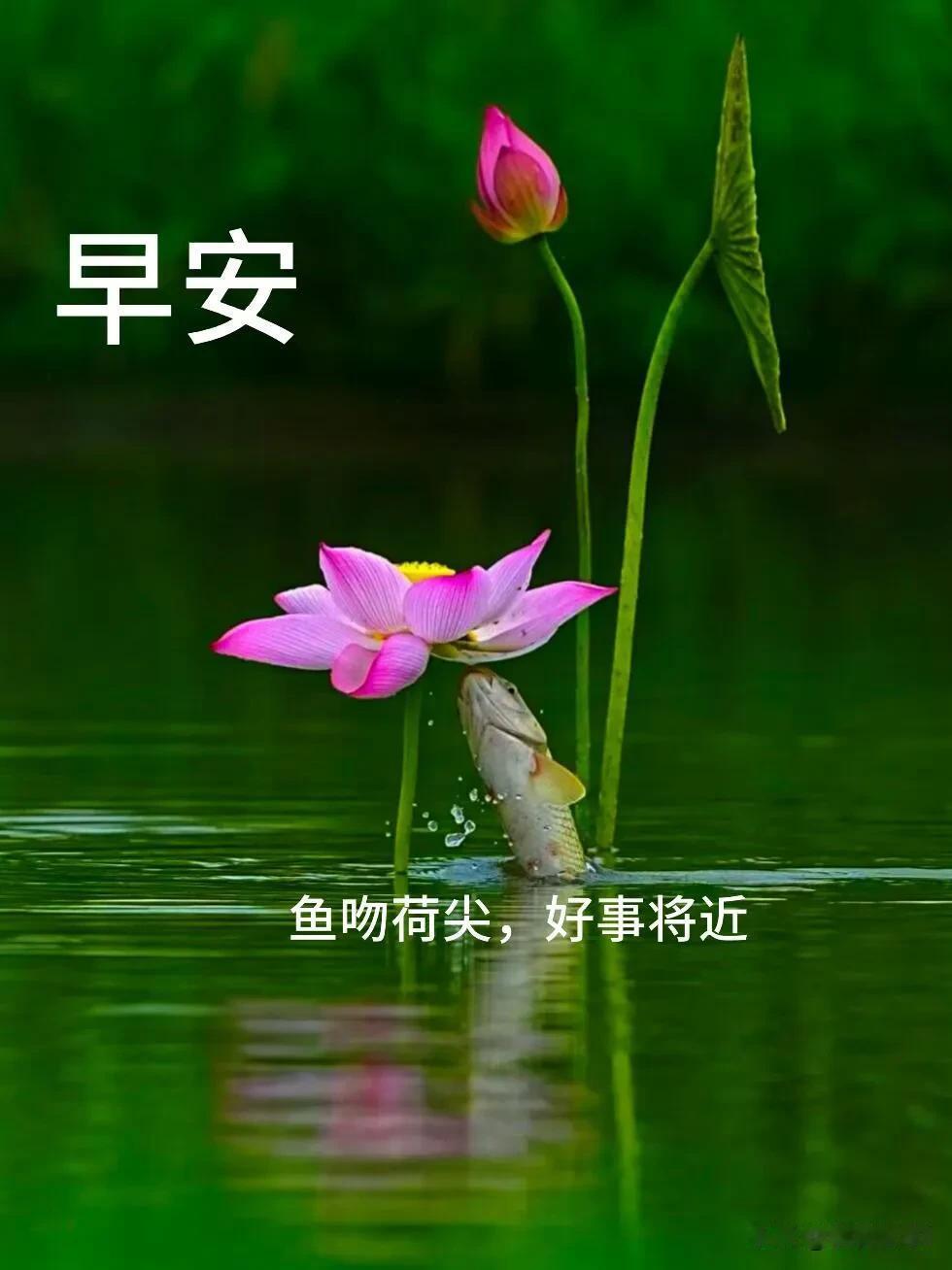 清晨蓄力，白日深耕，所有坚持，都会在某天开花结果，早安。