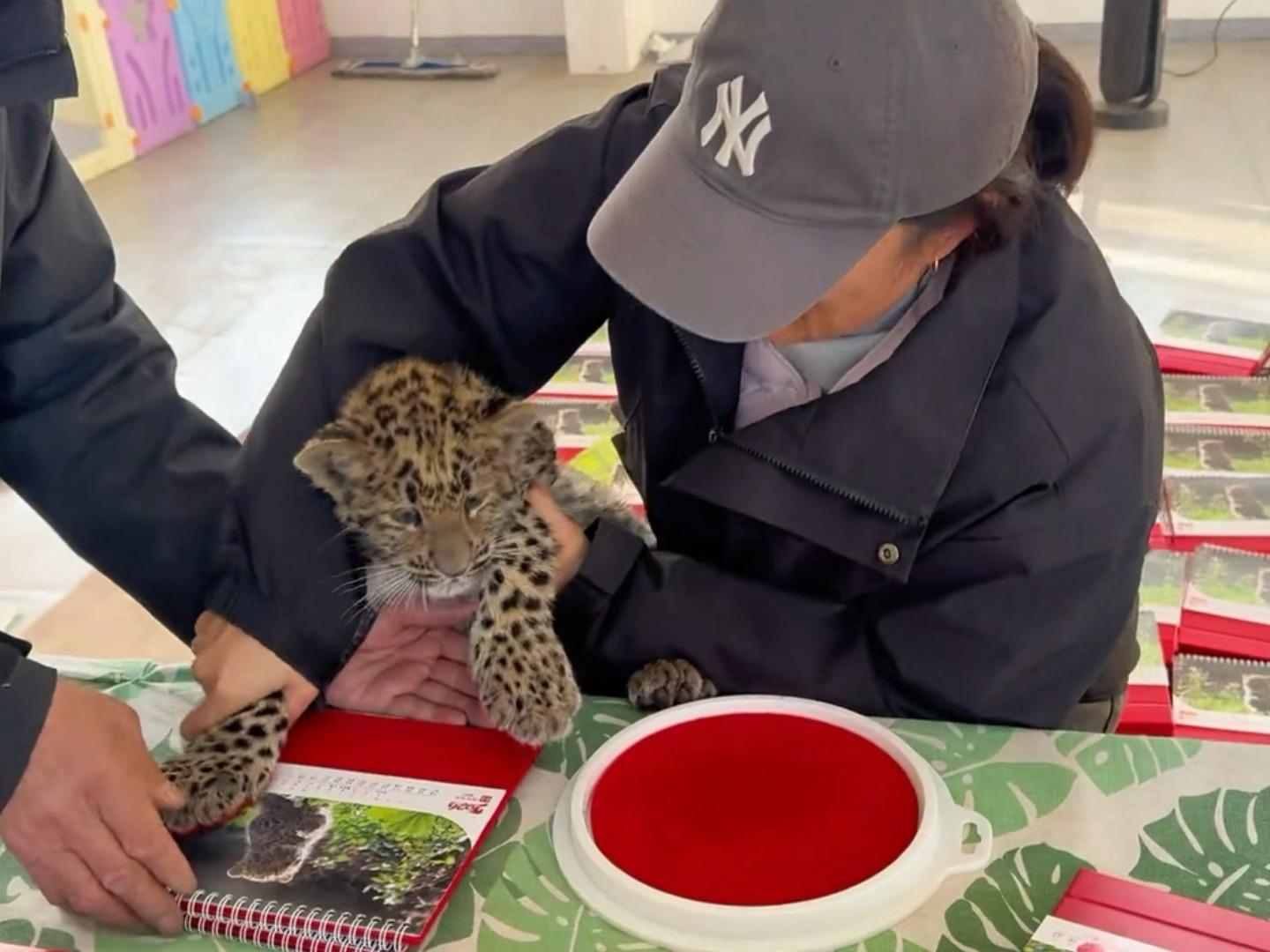 小脑斧小宝豹印爪爪🐾