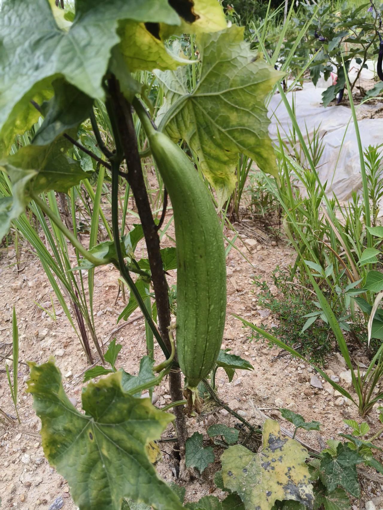 第一次开荒种菜，菜苗栽下去就让它们自力更生，草盛菜苗稀，结了几根丝瓜，不错，不错