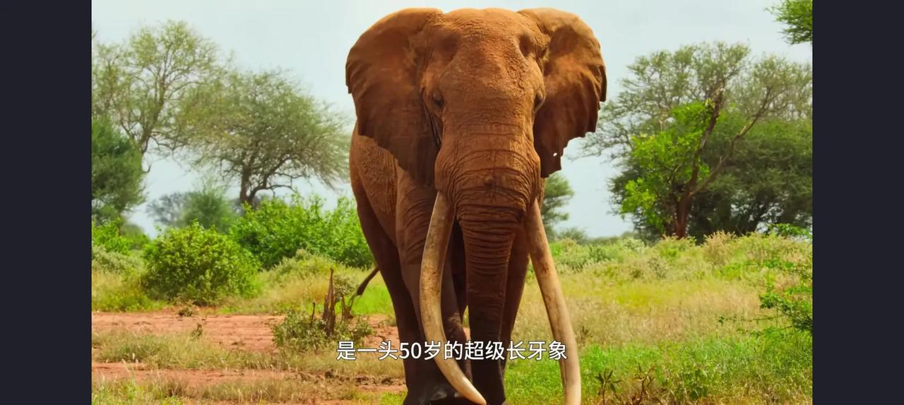 听到这头长牙象的年龄，我一下子震惊了，50岁，这是多少人类都达不到的年龄？可是这